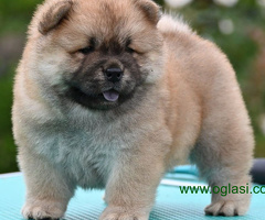 Chow Chow Čau čau štenci