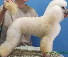 Patuljasta Pudla štenci - 6