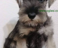 Patuljasti šnaucer - 6