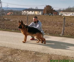 Nemački Ovčar