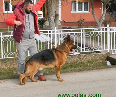 Nemački Ovčar