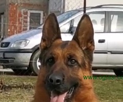 Nemački Ovčar