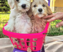 Maltipoo Maltezer-Pudla