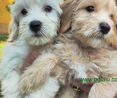 Maltipoo Maltezer-Pudla