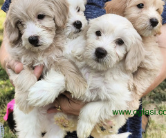 Maltipoo Maltezer-Pudla