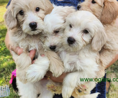 Maltipoo Maltezer-Pudla