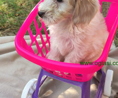 Maltipoo Maltezer-Pudla