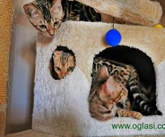 Bengalska mačka - bengalski mačići - 6