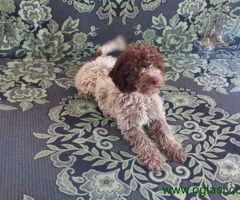 Lagoto Romanjolo Štenci - 6