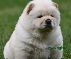 Čau Čau Chow Chow