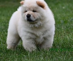Čau Čau Chow Chow