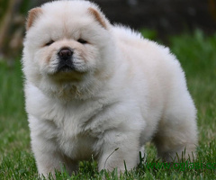 Čau Čau Chow Chow