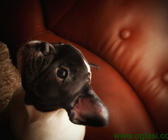 Francuski Buldog