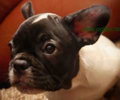 Francuski Buldog