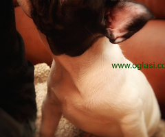 Francuski Buldog