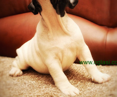 Francuski Buldog
