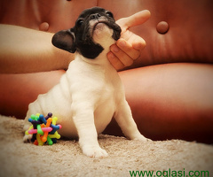 Francuski Buldog - 6