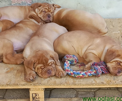 Bordoška Doga štenci - 6
