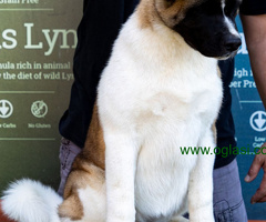 Američka Akita