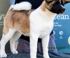 Američka Akita