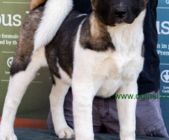 Američka Akita