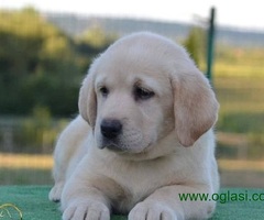Labrador retriver