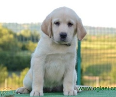 Labrador retriver