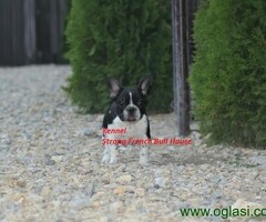 Francuski Buldog