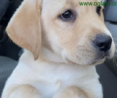Labrador Retriver VRHUNSKI štenci