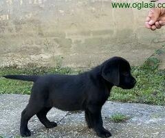 Labrador Retriver VRHUNSKI štenci