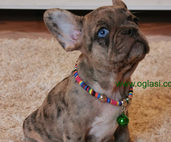 Francuski Buldog