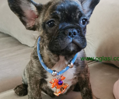 Francuski Buldog