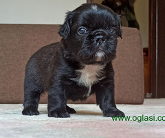 Fluffy Francuski Buldog