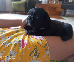 Fluffy Francuski Buldog