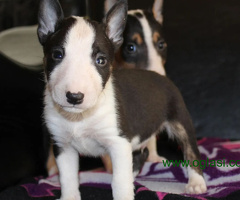 Mini Bull Terijer vrhunski štenci