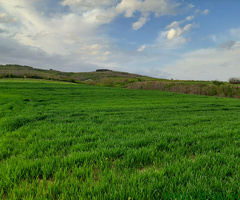Zemljište 7700 m2 iznad sela Jazak - Fruška gora