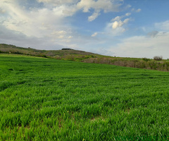 Zemljište 7700 m2 iznad sela Jazak - Fruška gora