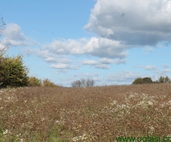 ZEMLJIŠTE CAZIN-MALA LISA - 6