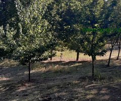 Prodajem plac u Indjiji