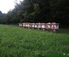 Kosnice sa pcelama na prodaju