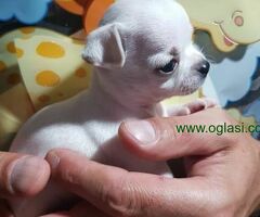 Princess mini chihuahuas