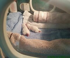 Princess mini chihuahuas