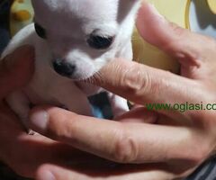 Princess mini chihuahuas
