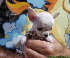 Princess mini chihuahuas