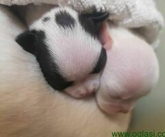 Princess mini chihuahuas