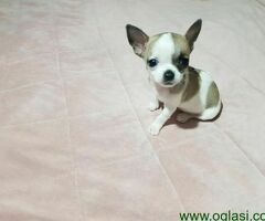 Princess mini chihuahuas - 6