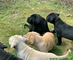 Staromodni Cane Corso štenci