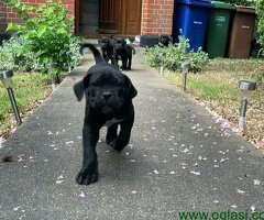 Staromodni Cane Corso štenci