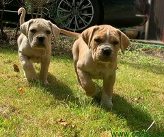 Staromodni Cane Corso štenci