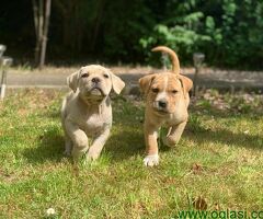 Staromodni Cane Corso štenci